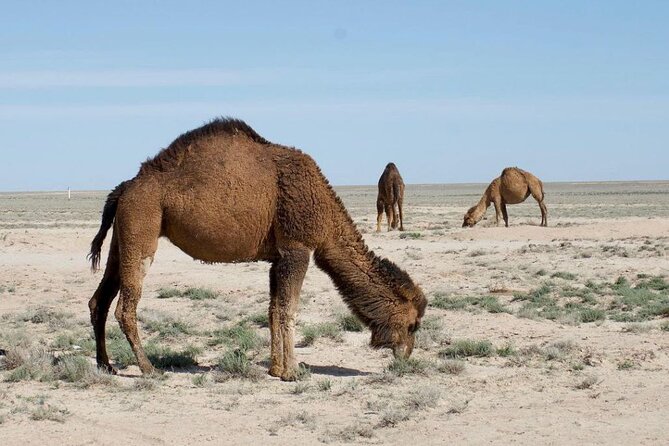 2 Days Private Tour To Aral Sea from Nukus. - Leaving Nukus for Khojely and Kungrad
