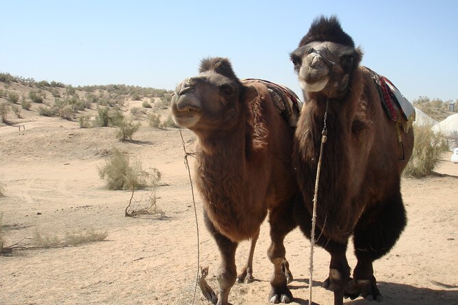 Desert Yurt Camp tour - 2 days (shared) - Music Around the Fire: Enjoy the Setting, Keep Expectations Flexible