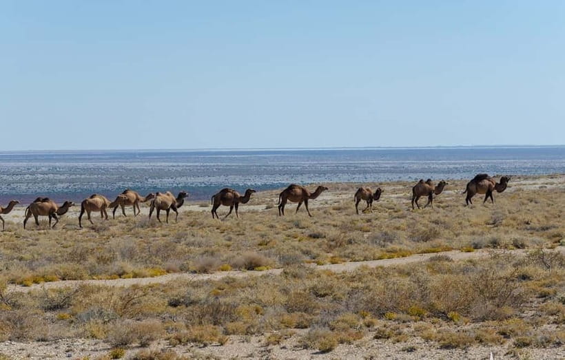 From Khiva To Aral Sea 2-Days One Night In Yurt Stay - Muynak and the rusting ships