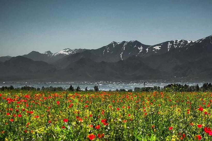 From Samarkand: Shahrisabz Day Trip & Mountain Pass Tour - Guided group or private driver-only trip?