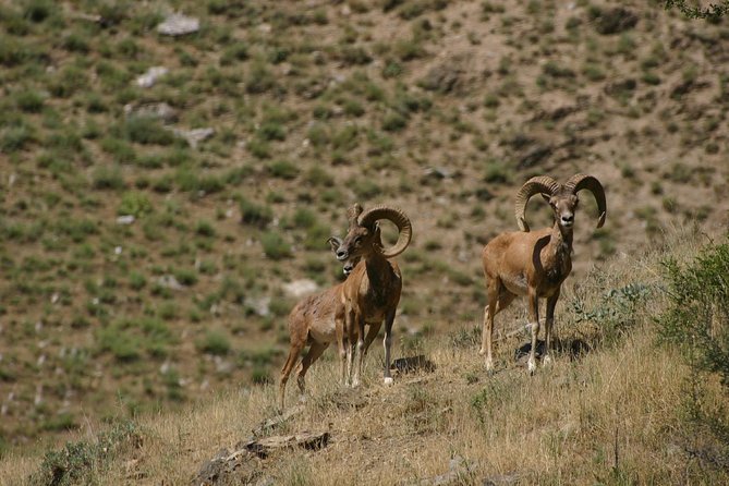 Hiking tour to Hayat, Uhum and Asraf villages – 4 days - Day 3: Uhum to Asraf with donkeys carrying the luggage